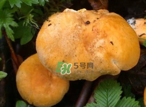 新鮮雞油菌怎么保存？干雞油菌怎么保存