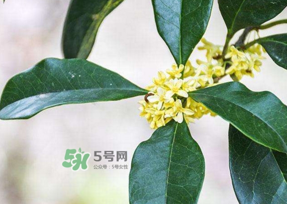 桂花樹種在院子哪里好？桂花樹種在家門口好嗎