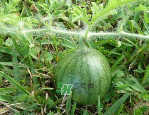 9月份可以種西瓜嗎？九月份種西瓜會(huì)結(jié)果嗎？