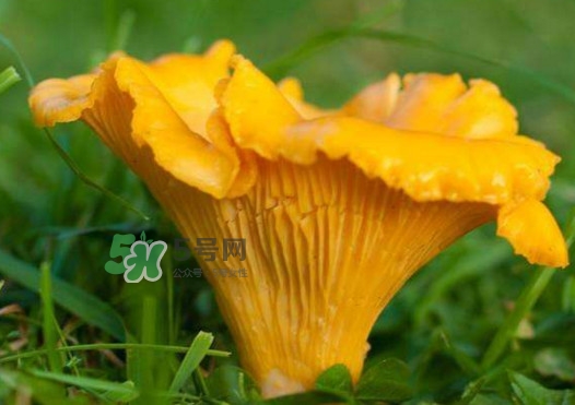 雞油菌孕婦能吃嗎？孕婦可以吃雞油菌嗎