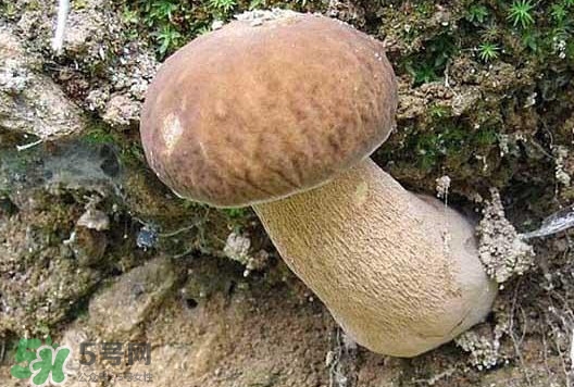 牛肝菌種類有哪些？牛肝菌與什么食物相克