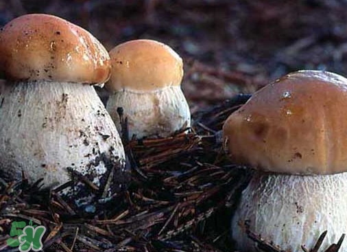 牛肝菌要泡發多久？牛肝菌怎么清洗