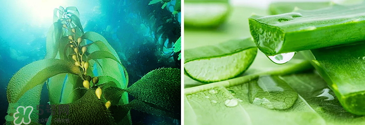 紀皙妍氣墊bb霜怎么樣？紀皙妍氣墊好不好用？
