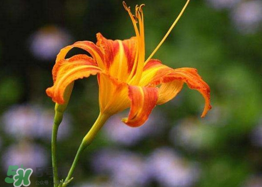 黃花菜開(kāi)花了還能吃嗎？開(kāi)花的黃花菜可以吃嗎