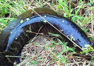 九月份可以釣黑魚嗎？9月份可以釣黑魚嗎？