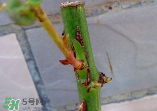 九月份能嫁接樹嗎？九月份怎么嫁接樹？