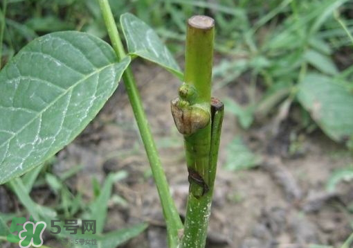 九月份能嫁接樹嗎？九月份怎么嫁接樹？