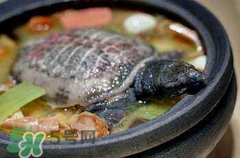 產婦能吃甲魚嗎？產婦能吃甲魚湯嗎？