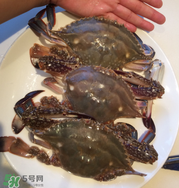 梭子蟹是海里的嗎？梭子蟹是螃蟹嗎？