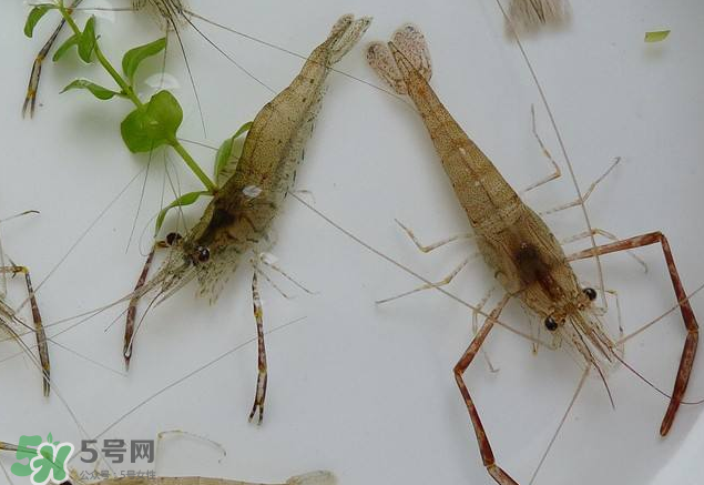 河蝦是發物嗎？河蝦是不是發物？