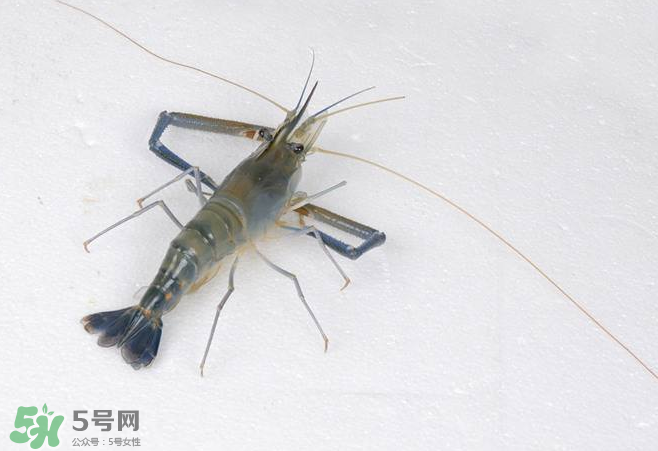 河蝦是酸性還是堿性？河蝦是涼性還是熱性？