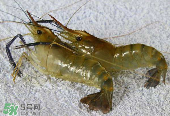 河蝦是酸性還是堿性？河蝦是涼性還是熱性？