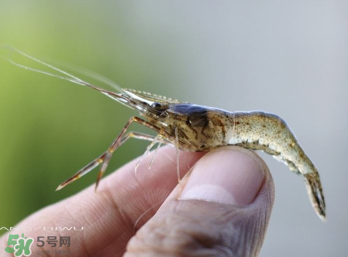 河蝦可以養殖嗎？河蝦怎么養才不會死？