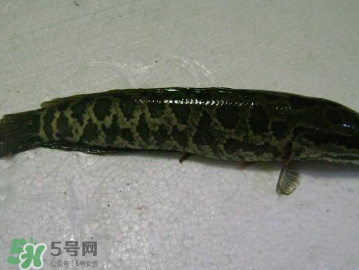 黑魚怎么殺不滑？黑魚為什么又被叫做財魚