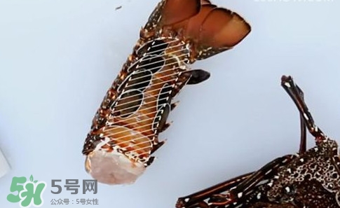 波士頓龍蝦產自波士頓嗎？波士頓龍蝦是哪里的