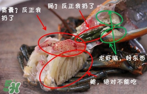 波士頓龍蝦頭能吃嗎？波士頓龍蝦哪里不能吃