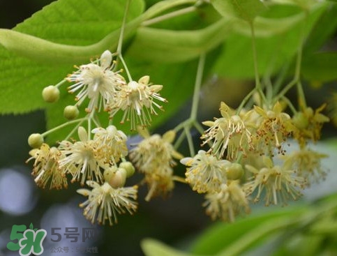 椴樹蜜有什么氣味？椴樹蜜結晶看到糖怎么回事