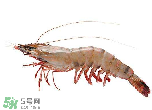 明蝦是海蝦還是河蝦？明蝦是什么蝦？