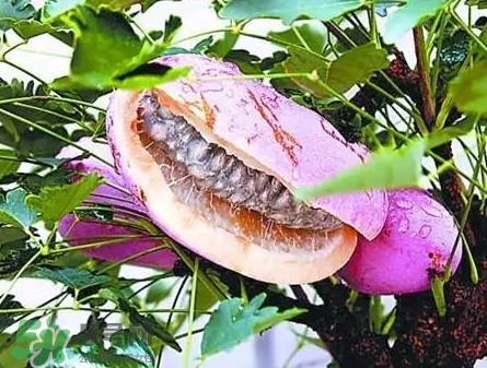 八月瓜適合哪里種植？八月瓜的種植技術