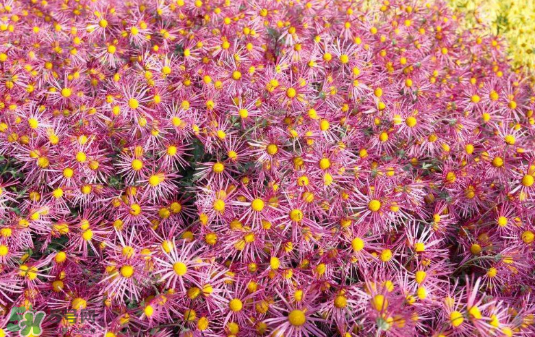 秋天開花嗎？秋天的花有哪些？