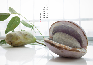 八月瓜可以泡酒嗎？八月瓜可以治乙肝嗎