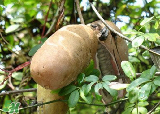 八月瓜適合哪里種植？八月瓜的種植技術