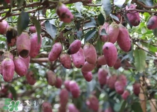 八月瓜能吃嗎？八月瓜到底有什么價值？