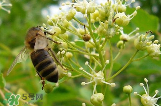 椴樹蜜是什么顏色？椴樹蜜是白色的嗎