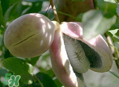 八月瓜適合哪里種植？八月瓜的種植技術