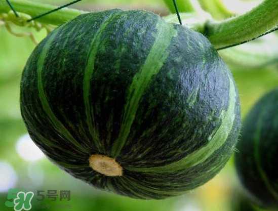 貝貝南瓜什么時(shí)候種植？貝貝南瓜什么時(shí)候上市