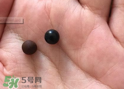 喇叭正露丸香港和日本哪個好_版本區別