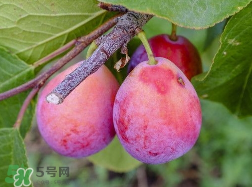 西梅熱量高嗎？西梅可以減肥嗎？
