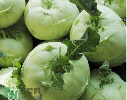 苤藍什么季節種植？苤藍什么時候采收