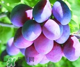 西梅軟的好吃還是硬的好吃？西梅軟的是壞了嗎？