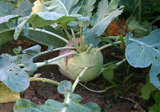 苤藍什么季節種植？苤藍什么時候采收