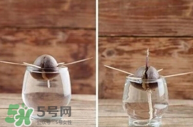 牛油果核能吃嗎？牛油果核怎么種盆栽？