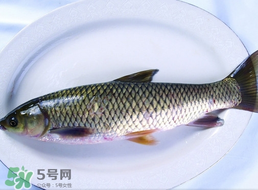 鯇魚是什么魚？鯇魚是怎樣來的