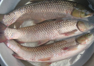 鯇魚(yú)是什么魚(yú)？鯇魚(yú)是怎樣來(lái)的