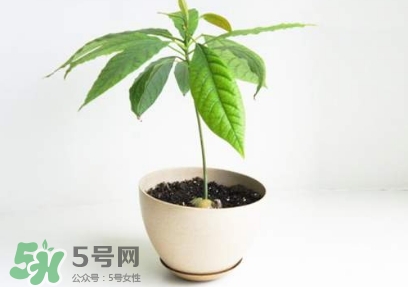 牛油果核能吃嗎？牛油果核怎么種盆栽？