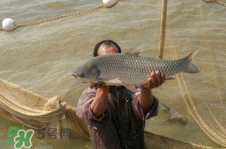 脆肉鯇是草魚嗎？脆肉鯇和草魚有什么區別