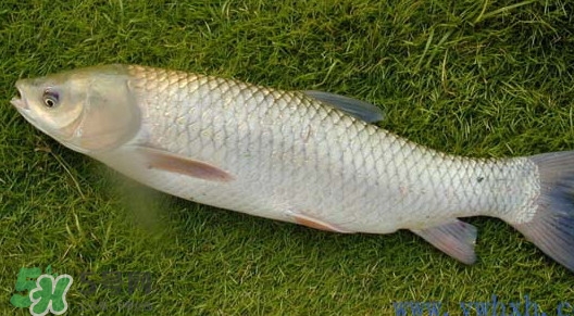 草魚怎么養(yǎng)殖成脆肉鯇？脆肉鯇養(yǎng)殖條件及技術(shù)