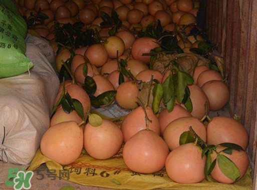 三紅蜜柚幾年結果？種三紅蜜柚好還是紅肉蜜柚好？