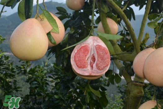 三紅蜜柚口味怎么樣？三紅蜜柚苗多少錢一棵