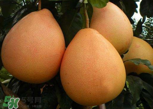 三紅蜜柚幾年結果？種三紅蜜柚好還是紅肉蜜柚好？