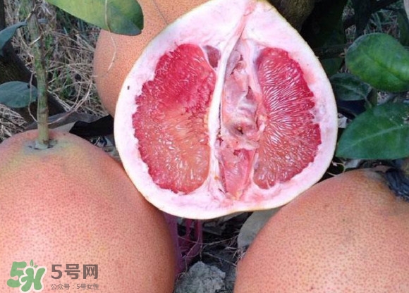 三紅蜜柚口味怎么樣？三紅蜜柚苗多少錢一棵