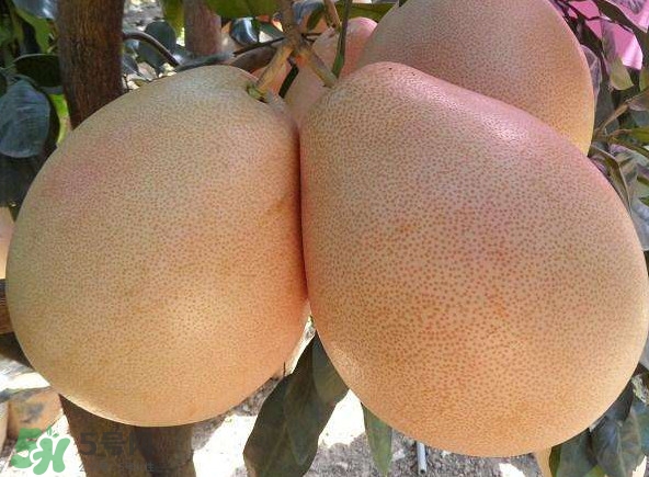 三紅蜜柚幾年結果？種三紅蜜柚好還是紅肉蜜柚好？