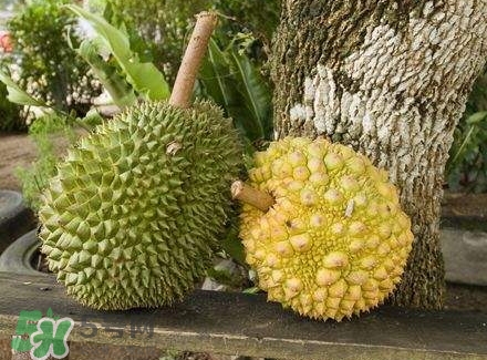 哺乳期吃榴蓮對寶寶有影響嗎？哺乳期吃榴蓮寶寶會過敏嗎？