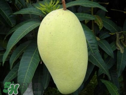 芒果有哪些品種？哪種芒果最好吃？