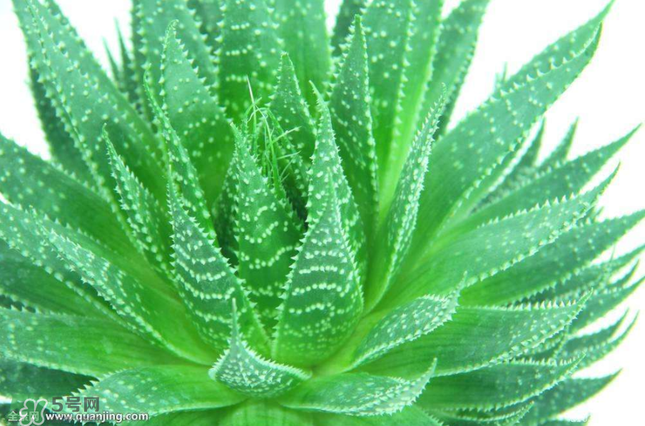 蘆薈有哪些作用？蘆薈會開花嗎？