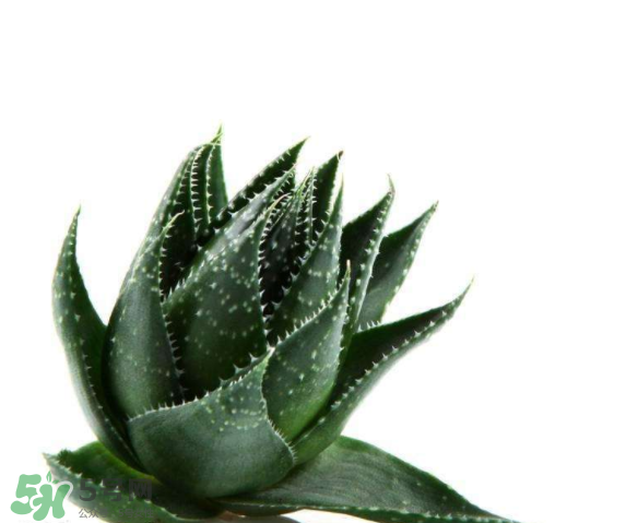 敏感肌能使用蘆薈護膚嗎？蘆薈膠有什么用？